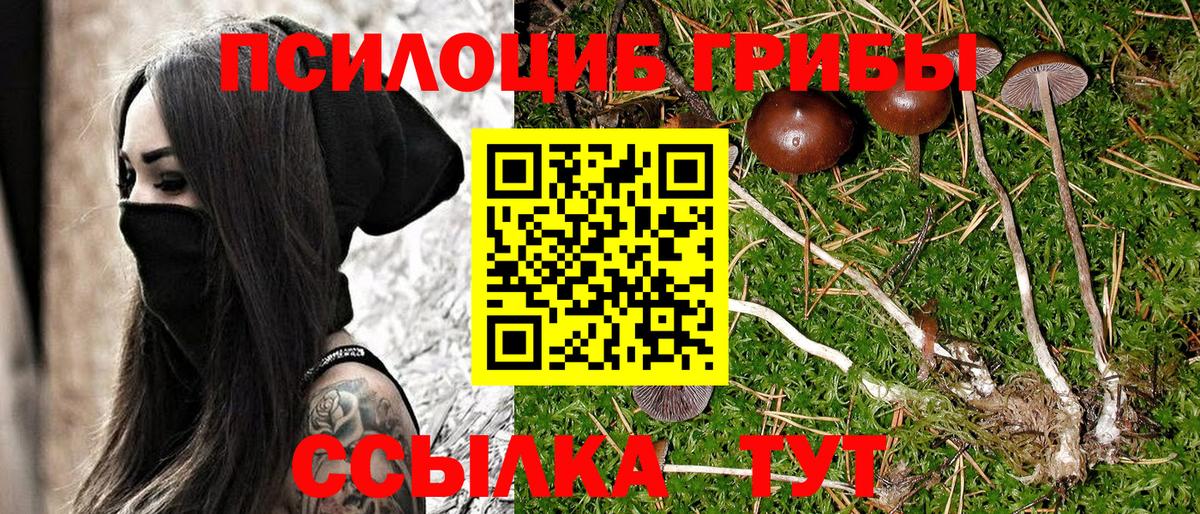 Качканар  Псилоцибиновые грибы Cubensis  Вход с VPN 